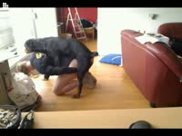 Zoophilia gay lover got ass eaten and fucked by dog